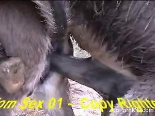 Sexy donkey fucking some other animal on camera