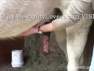 Hot babe jerking a stallion's hard cock here