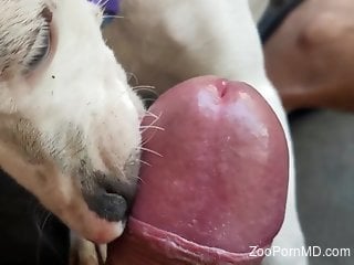 Dog with a playful tongue licking that dick in POV