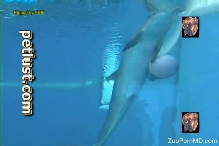 720px x 480px - Dolphin Porn