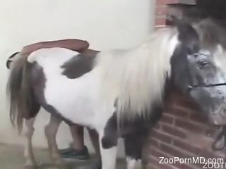 Man ass fucks pony and cums on his fur