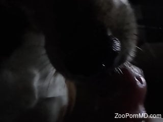 Dog licks man's penis during his jerk off cam session