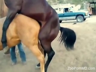 Horses fucking make the horny man to drool for that dick