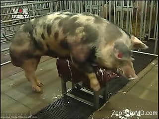 Pigs fucking make the horny zoo porn lover pretty excited