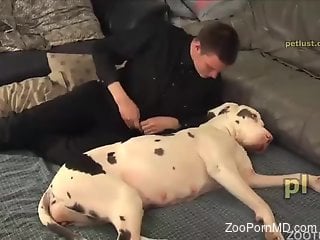Man with big dick hard fucks dog in webcam solo show