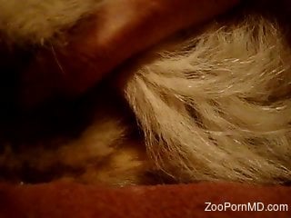 Furry animal closeup hard sex action in scenes of zoophilia