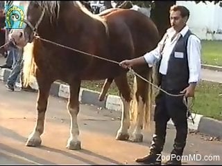 Man loves admiring this horse's huge penis