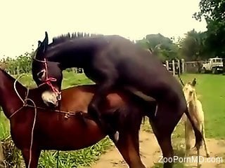 Horse getting laid makes zoophilia porn lover very happy