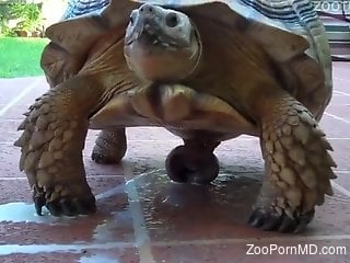 Turtle porn