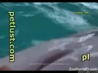 Dude jerks a dolphin's dick in a very hot porn movie