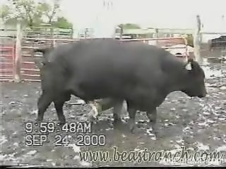 Sexy bull showcasing its meaty dick for the camera