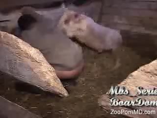 Sexy pig dominating a zoophile's tight hole on cam