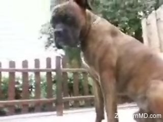 Sexy dog licking and fucking a zoophile's hot cooch