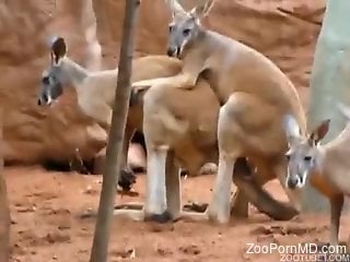 Kinky kangaroos fucking in a voyeur cam porn video