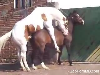 White stallion fucking a horny brown mare from behind