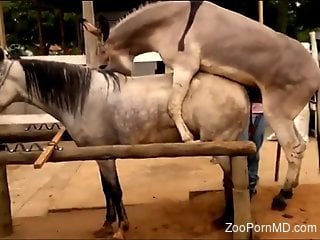Big-dicked donkey fucking a big-pussied mare outdoors