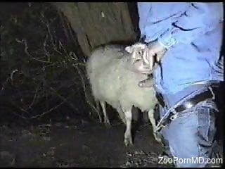 Clothed man wants to deep fuck this sheep
