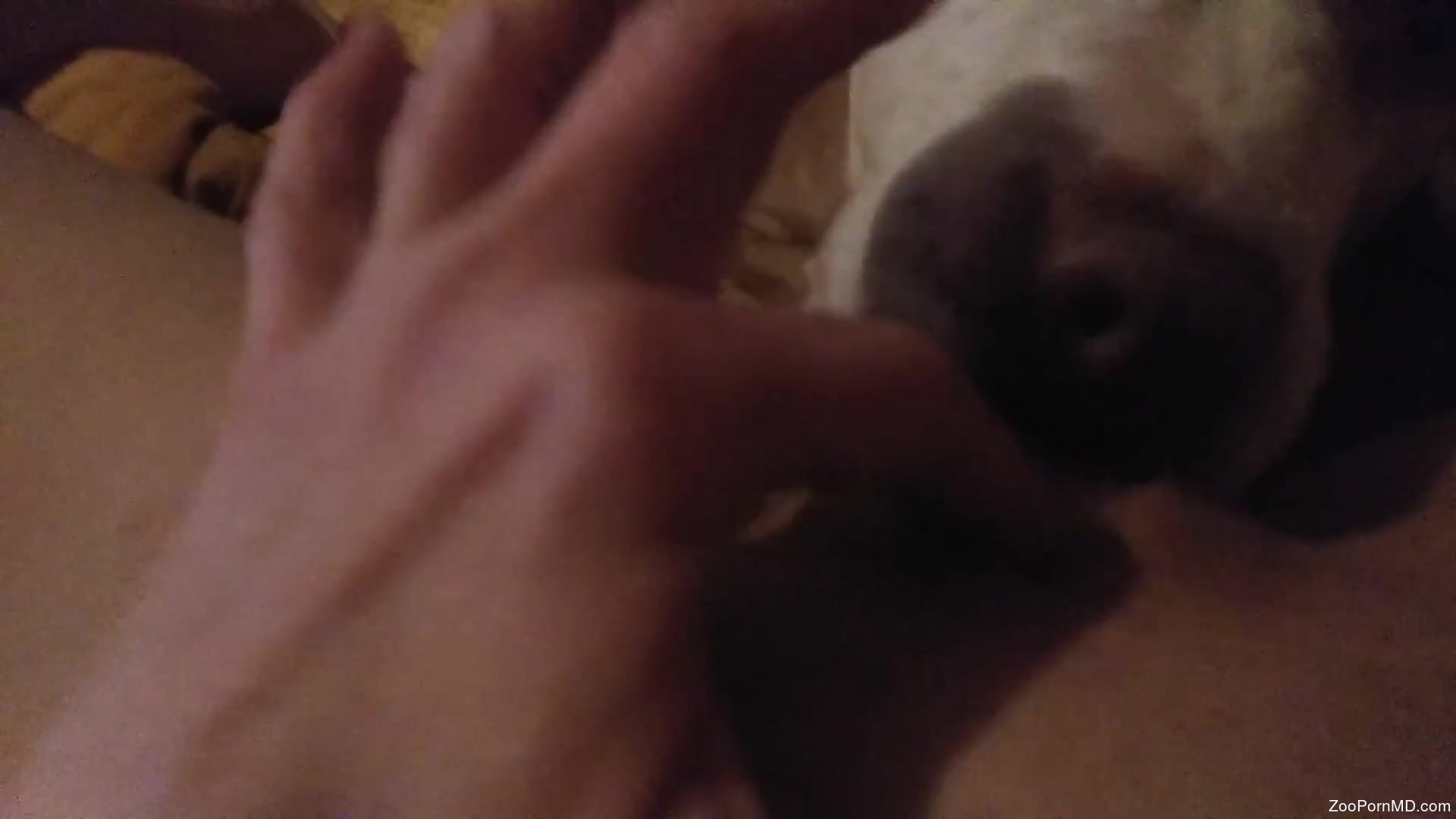 Woman films herself when the dog licks her fine clit