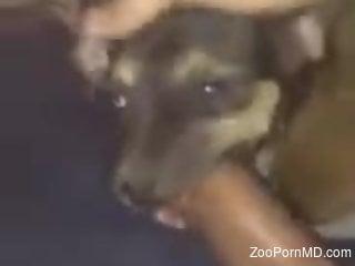 Dude with a HUGE cock gets to throat-fuck a kinky dog