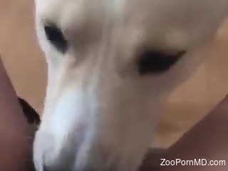 POV oral scene featuring a good-looking white dog