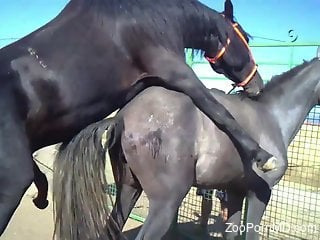 Horses fucking each other in a wild zoophile video