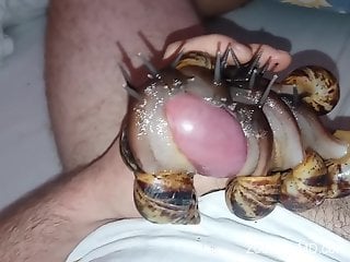 Sexy snails flock to that cock in a hot porno movie