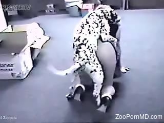 Sexy Dalmatian gets to fuck a big-assed older lady