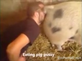 Dude eating pig pussy for the camera like mad