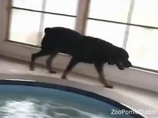 Skinny dipping blonde ruined by a horny doggo
