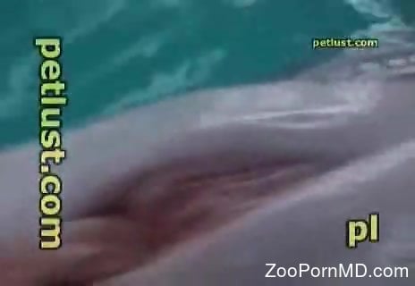 Dolphin cock pleasured in a close-up zoo porn vid