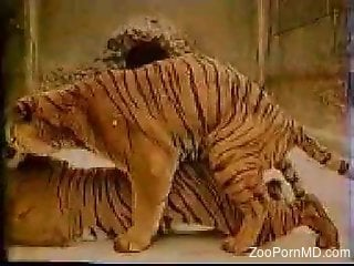 Tiger zoophilia porn in scenes of dirty action