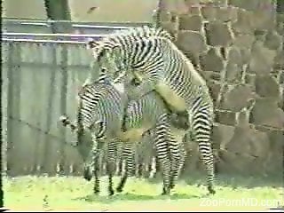 Zebra puts a hard cock in another zebra's wet pussy