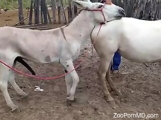Sexy white beasts banging each other outdoors