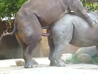 Sexy rhino goes ballistic on another rhino's pussy