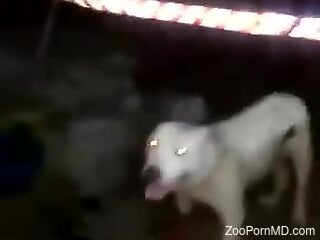 Dog with glowing eyes is ready to fuck like mad