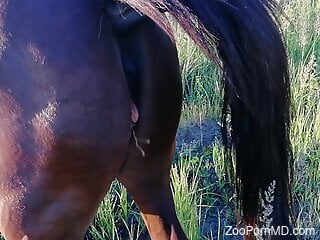 Horse with a nice pussy is flaunting it for the cam
