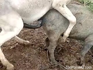 Super-kinky porno movie showing two animals fucking