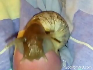 Snails swirling all over the guy's cock and it's hot