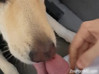 Dude feeds the animal his tasty fucking boner