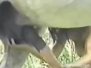 Hot compilation of sensational zoophilic action