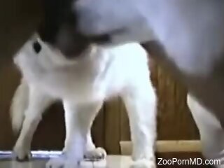 Dude gets his balls and asshole licked by a dog