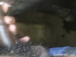 Black stud fulfills his zoophilia sex needs on cam