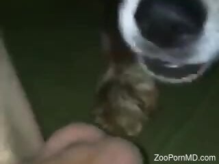 Insolent man lets small dog lick his dick in very sloppy manners