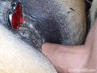 Kinky zoophile keeps hammering the horny horse