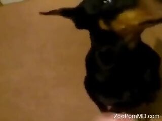 Zoophiles do love having bestiality blowjobs