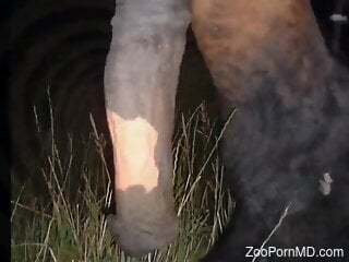 Filthy brunette loves having zoo sex with a horse