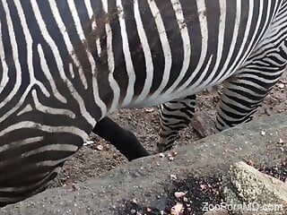 Zebra is getting a hard on before the zoo sex