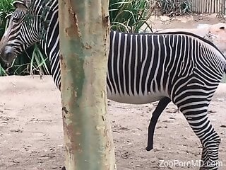 Zebra is getting a hard on before the zoo sex