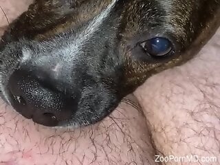 Brown doggie enjoys oral zoo sex very much