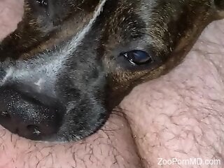 Brown doggie enjoys oral zoo sex very much